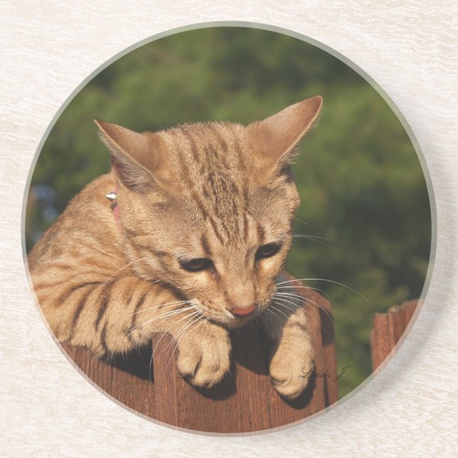 Cat Series - Serval Savannah Cat - Untersetzer (Vorne)