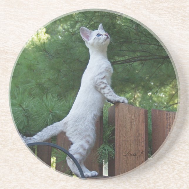 Cat Series - Serval Savannah Cat - Untersetzer (Vorne)