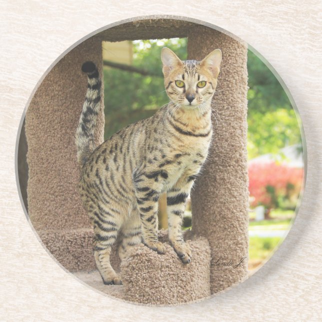 Cat Series - Serval Savannah Cat - Untersetzer (Vorne)