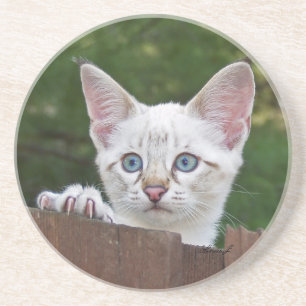 Cat Series - Serval Savannah Cat - Untersetzer