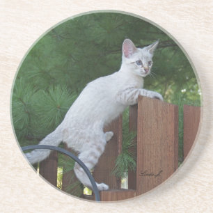 Cat Series - Serval Savannah Cat - Untersetzer