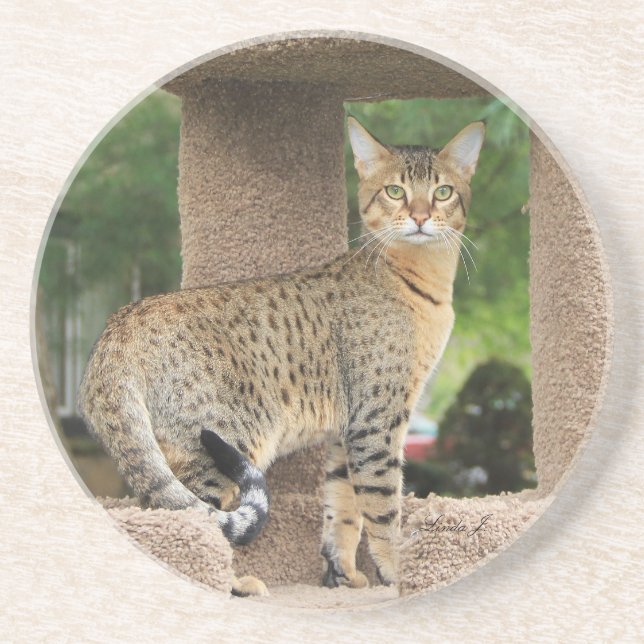 Cat Series - Serval Savannah Cat - Untersetzer (Vorne)