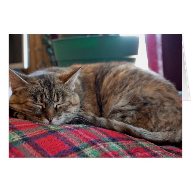 Cat Sleeping auf Blanket (Vorderseite (Horizontal))
