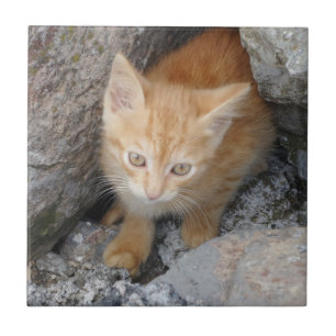 Cat Small (4,25" x 4,25") Keramik Foto Tile Fliese