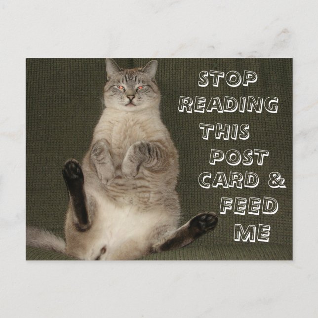 Cat "Stopp Reading Postcard & Füttre Me" Postcard Postkarte (Vorderseite)
