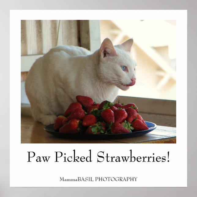 Cat & Strawberries Poster! Poster (Vorne)