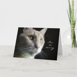 Cat Sympathy Card Karte