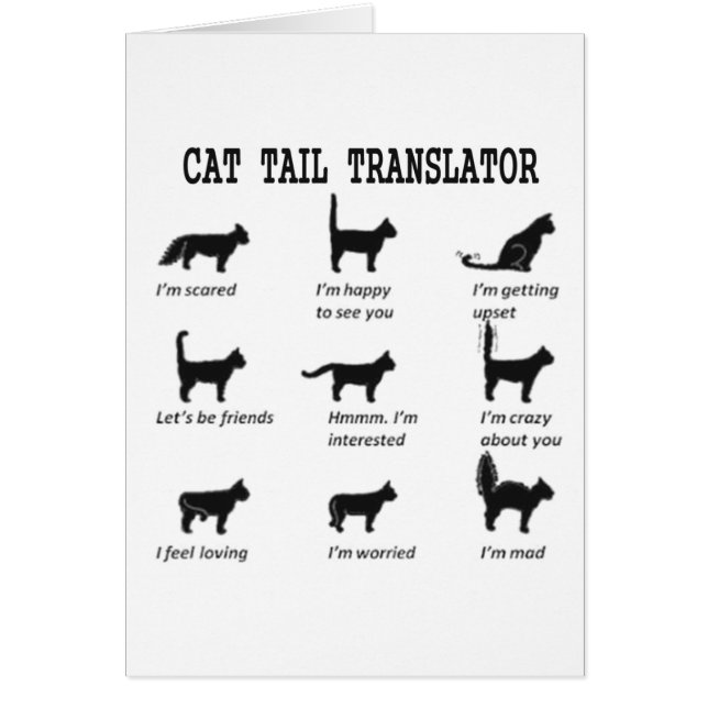 CAT TAIL TRANSLATOR (Vorne)