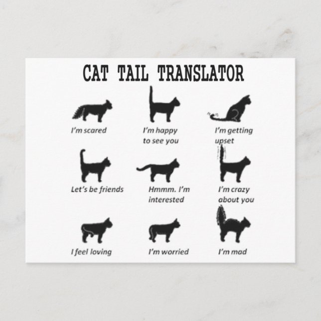 CAT TAIL TRANSLATOR POSTKARTE (Vorderseite)