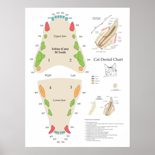 Cat Veterinary Dental Chart Poster (Vorne)