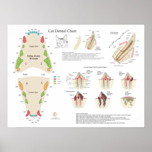 Cat Veterinary Dental Tooth Chart Poster (Vorne)