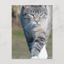Cat Walk Postkarte