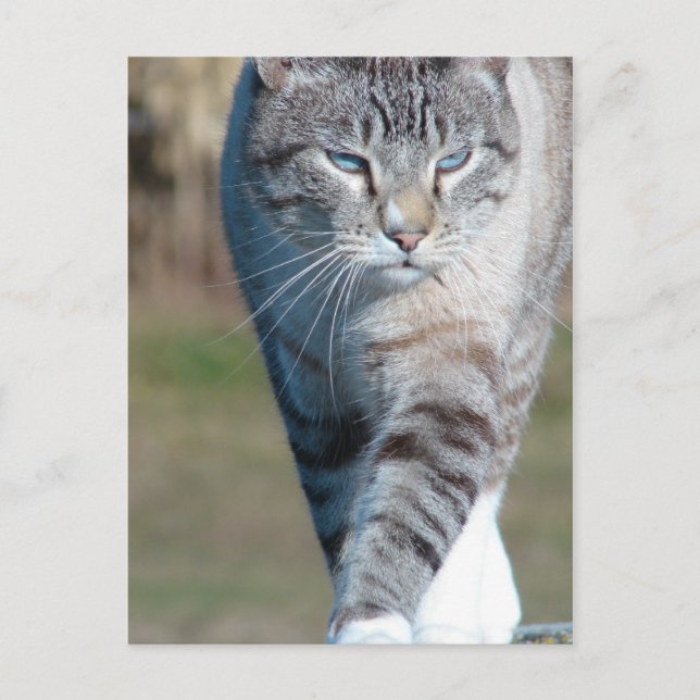 Cat Walk Postkarte (Vorderseite)