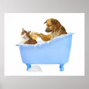 Cat- Wash Poster
