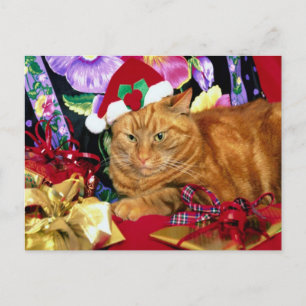 Cat Wear Santa Claus Hat - Postcard Feiertagspostkarte