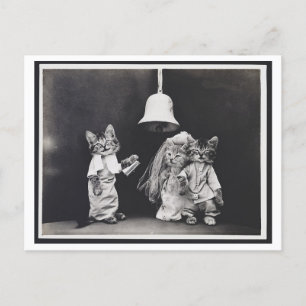 Cat Wedding Vintag Oddity Postcard Postkarte