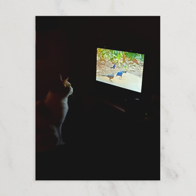 Cat Who Loves His Screentime Postcard Postkarte (Von Creator hochgeladen)
