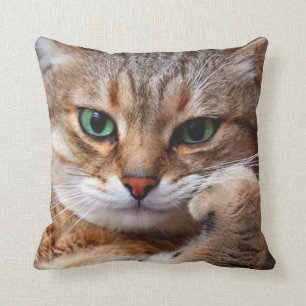 CAT WITH KISSEN