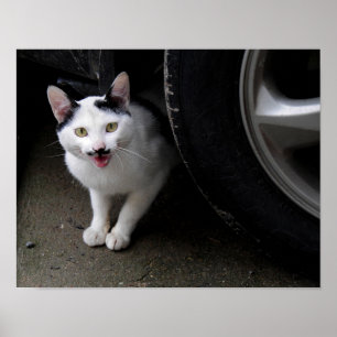 Cat with Mustache Poster