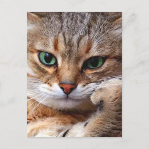 CAT WITH POSTKARTE