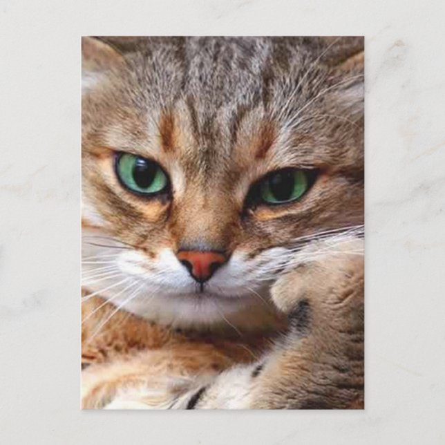 CAT WITH POSTKARTE (Vorderseite)