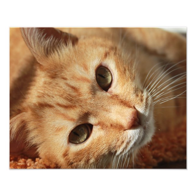 Cat-Zitat Fotodruck (Vorne)