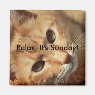 Cat-Zitat Magnet