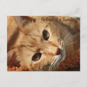Cat-Zitat Postkarte