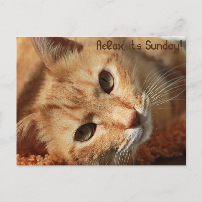 Cat-Zitat Postkarte (Vorderseite)