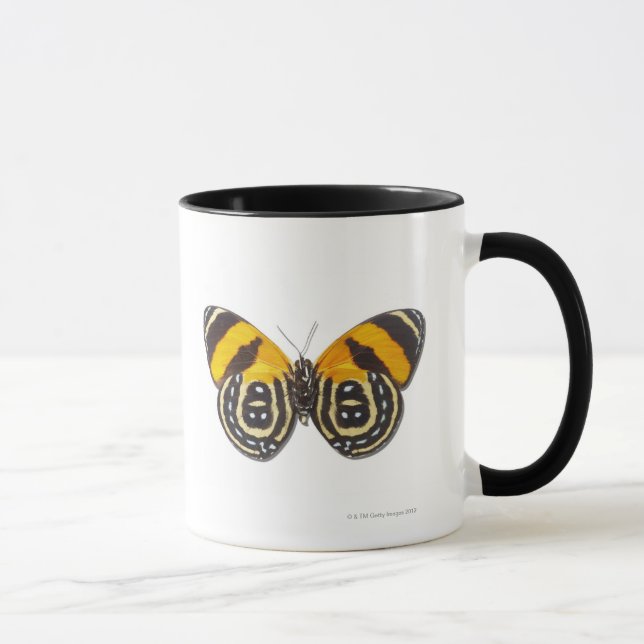 Catagramma cynosura tasse (Rechts)