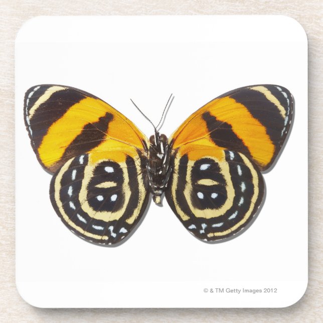 Catagramma cynosura untersetzer (Vorderseite)