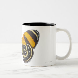 Catagramma cynosura zweifarbige tasse