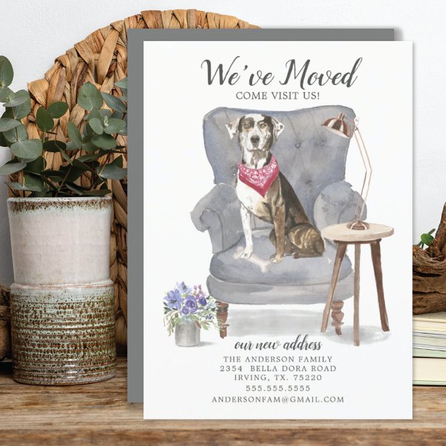 Catahoula Leopard Dog | Ankündigung der Beförderun (Von Creator hochgeladen)