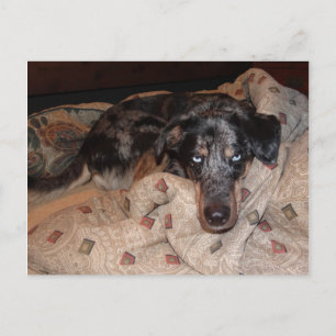 Catahoula Leopard Dog Snoozing Postkarte