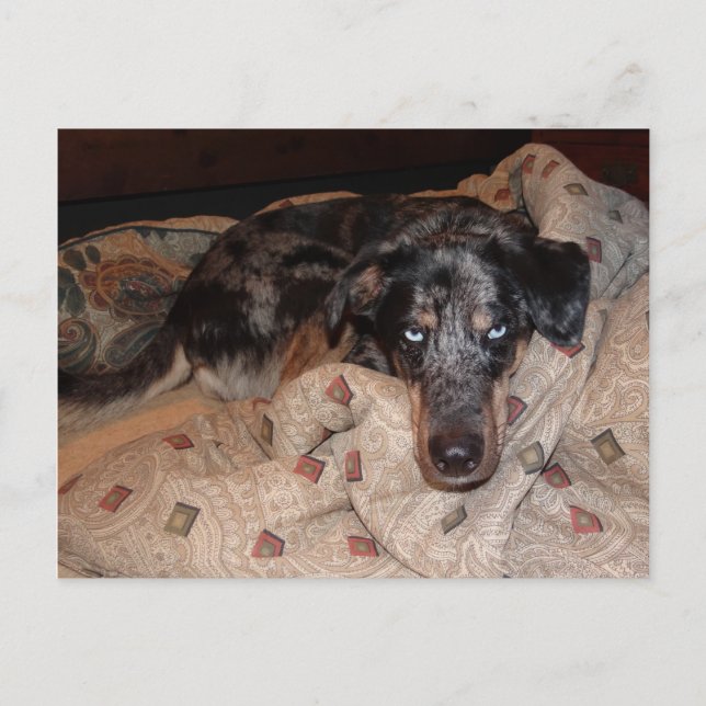 Catahoula Leopard Dog Snoozing Postkarte (Vorderseite)