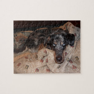 Catahoula Leopard Dog Snoozing Puzzle