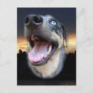 Catahoula Leopard Dog Sunset Postkarte