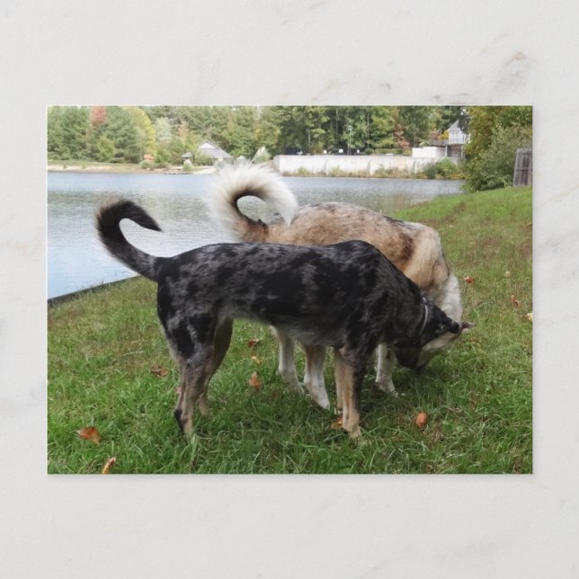 Catahoula Leopard Dog und Ausky Dog Sniffing Postkarte (Vorderseite)