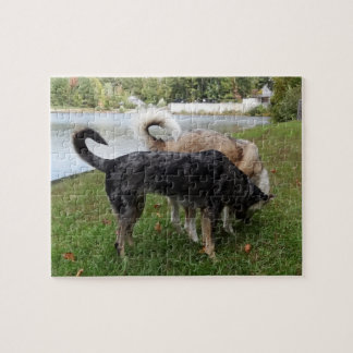 Catahoula Leopard Dog und Ausky Dog Sniffing Puzzle