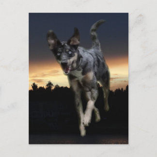 Catahoula Leopard Hund läuft auf Sonnenuntergang Postkarte