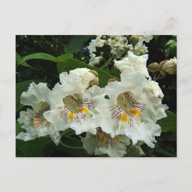 Catalpa blüht ~ Postkarte (Vorderseite)