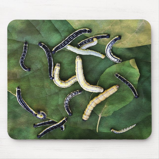 Catalpa Worms Catfish Bait Fotokunst Mousepad (Vorne)