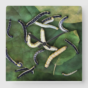 Catalpa Worms Favorite Catfish Bait Art Quadratische Wanduhr