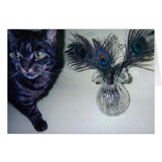 catandpeacockfeathers 001 (Vorderseite (Horizontal))