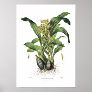 Catasetum maculatum von Miss Drake. Poster