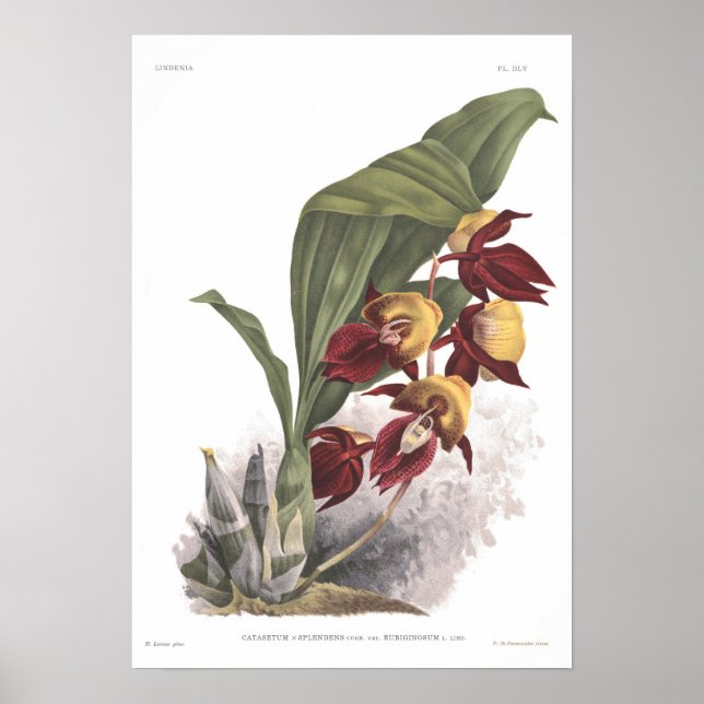 Catasetum splenum poster (Vorne)