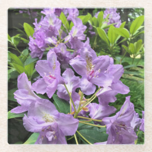 Catawbiense Boursault Rhododendrons, Oregon Glasuntersetzer