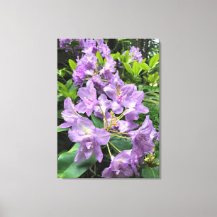 Catawbiense Boursault Rhododendrons, Oregon Leinwanddruck