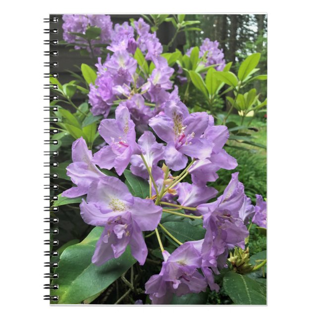 Catawbiense Boursault Rhododendrons, Oregon Notizblock (Vorderseite)