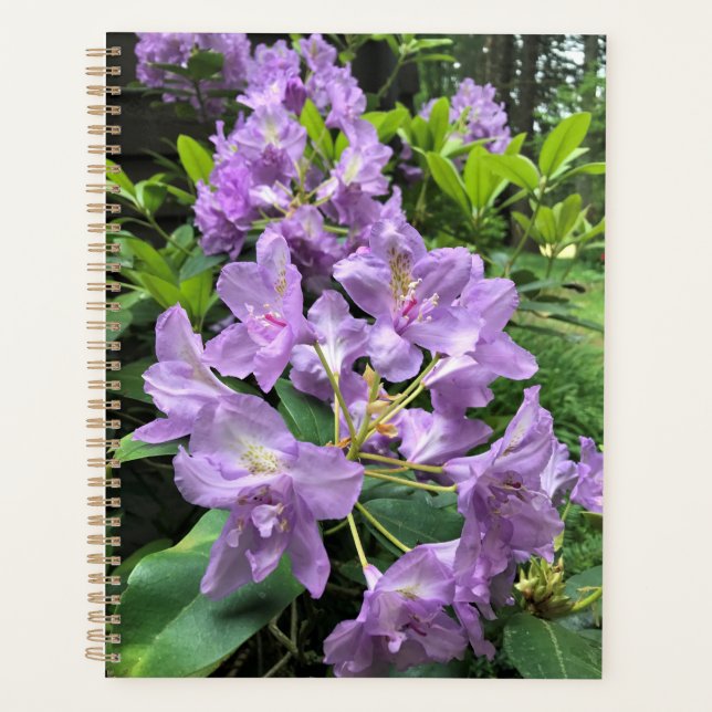 Catawbiense Boursault Rhododendrons, Oregon Planer (Vorderseite)